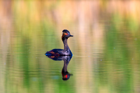 Black-necked grebe (Podiceps nigricollis) swimming on a lake