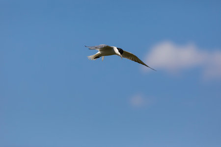 Seagull flying in the blue sky, close-up.
