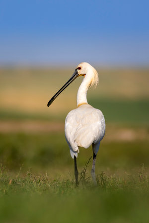 Eurasian Spoonbill - Platalea leucorodiaの写真素材