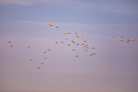 A flock of geese flying in the blue sky at sunset.