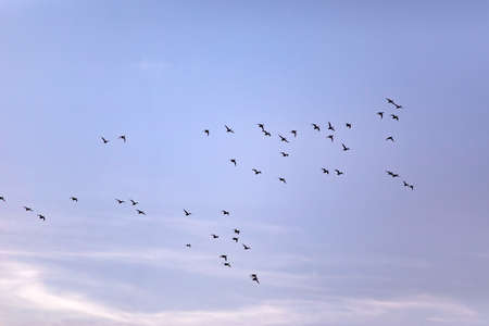 Flock of geese flying in the blue sky. Geese in flight.