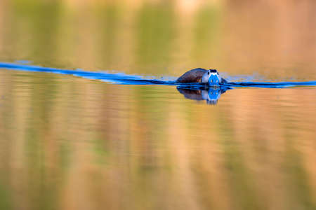 A shot of a Eurasian grebe swimming in a lake.