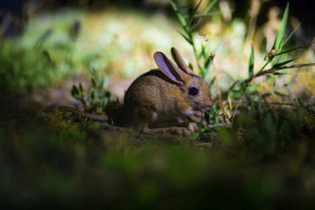 A brown hare searching for food in the green grass at night
