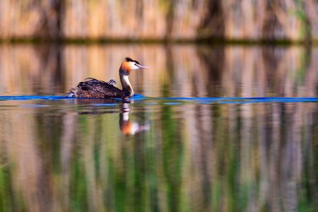 Great crested grebe (Podiceps cristatus) swimming on a lake