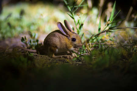 Cute brown hare in the forest. Wildlife scene from nature.