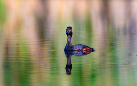 A black-necked grebe swims in a lake.
