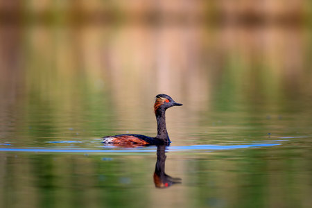 Black-necked grebe (Podiceps nigricollis)