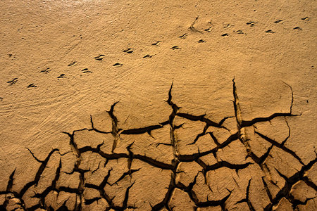 Dry cracked earth background. Global warming and climate change concept.