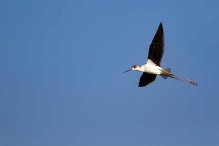 Black-winged stilt in flight against a blue sky.の写真素材