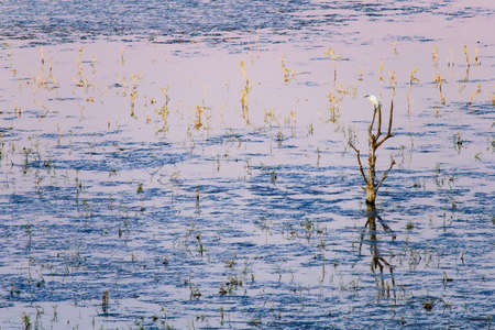 A great egret stands in the water of a flooded field.