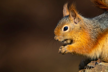 Portrait of a red squirrel (Sciurus vulgaris)