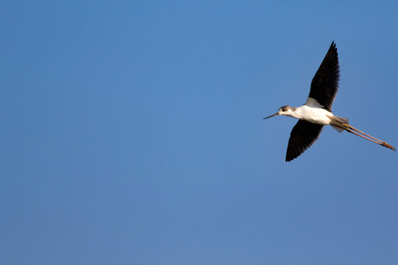 Black-winged stilt (Himantopus himantopus) in flight