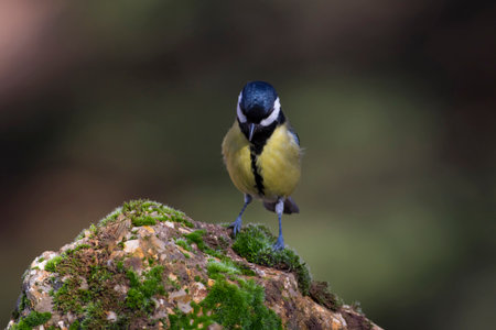 Great tit, Parus major, single bird on rock, Warwickshire
