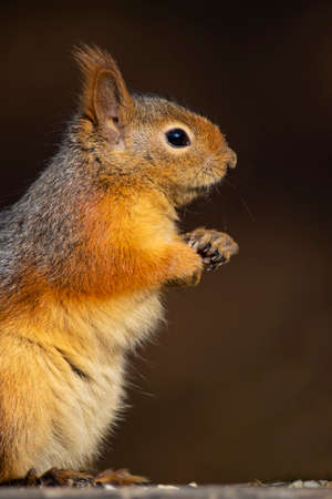 Eurasian red squirrel (Sciurus carolinensis)