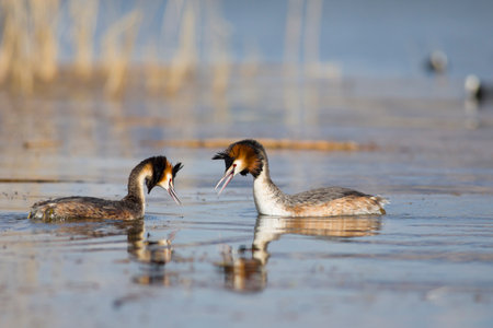 Great crested grebe (Podiceps cristatus) swimming on a lake