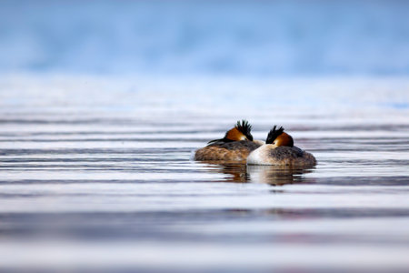 Great crested grebe (Podiceps cristatus) male and female