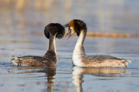Great crested grebe (Podiceps cristatus) male and female
