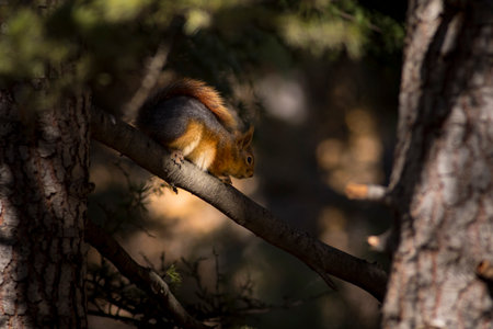 Squirrel sitting on a tree branch in the forest. Squirrel, Sciurus vulgaris