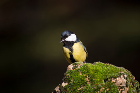 Great tit, Parus major, single bird on rock, Warwickshire