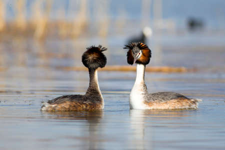 Great crested grebe (Podiceps cristatus) male and female