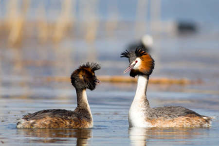 Great crested grebe (Podiceps cristatus) on the water