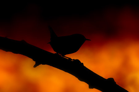 Silhouette of a bird on a branch with a fire backgroundの写真素材