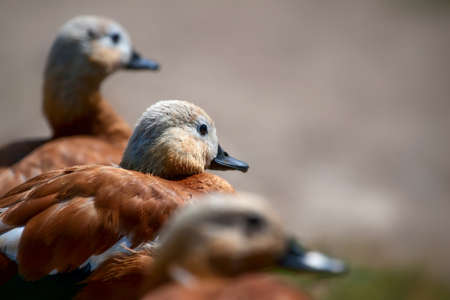 A closeup shot of a pair of ducks on a blurred backgroundの写真素材
