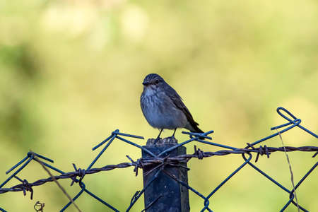 A small bird perched on a barbed wire fence with a blurred background.の写真素材