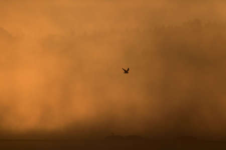 Silhouette of a bird flying over a lake in the fogの写真素材