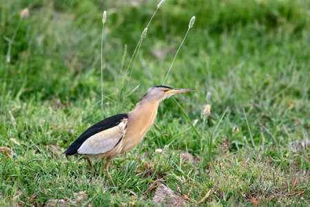 Pied heron (Ardea cinerea) in the grassの写真素材
