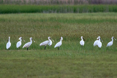 Eurasian Spoonbill (Platalea alba)の写真素材