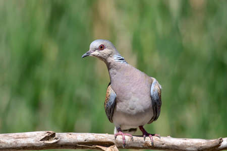 The Eurasian collared dove, Streptopelia decaocto is a species of bird in the Columbidae family.の写真素材