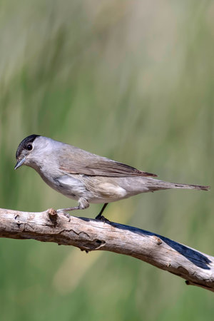 Blackcap, Luscinia atricapilla, sitting on a branchの写真素材