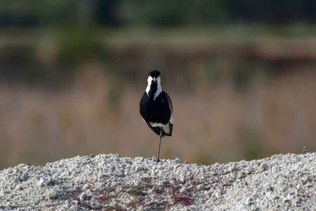 Northern Lapwing, Vanellus vanellus, single bird on rock, South Africaの写真素材