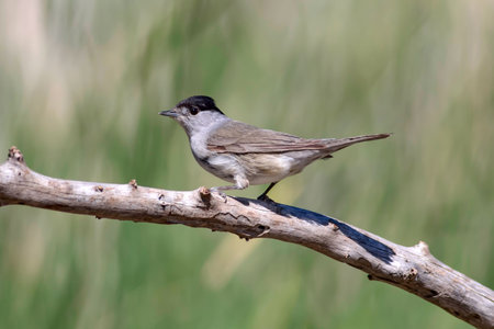Blackcap (Sylvia atricapilla) on a branchの写真素材