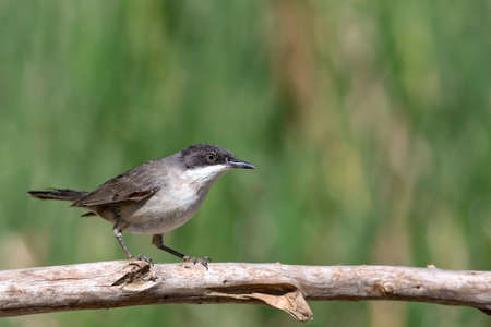 Black-throated Prinia (Prinia atricapilla)の写真素材