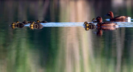 Ducklings swimming in a lake with reflection in the water.の写真素材