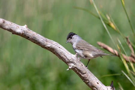 Blackcap (Luscinia atricapilla) perched on a branchの写真素材