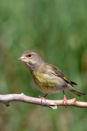 European greenfinch (Chloris chloris) perched on a branchの写真素材