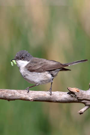 A female whitethroat (Sylvia atricapilla) perched on a branch.の写真素材