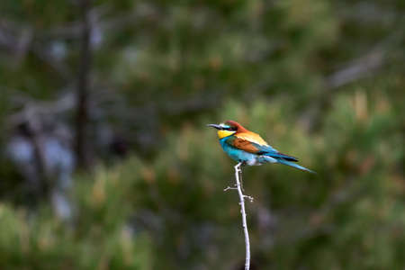 Colorful bird. Green nature background. Bird: European Bee eater. Merops apiaster.