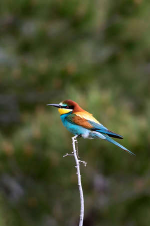 Colorful bird. Green nature background. Bird: European Bee eater. Merops apiaster.の写真素材