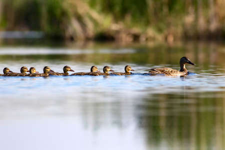 Duck family on the water. Mallard, Anas platyrhynchosの写真素材