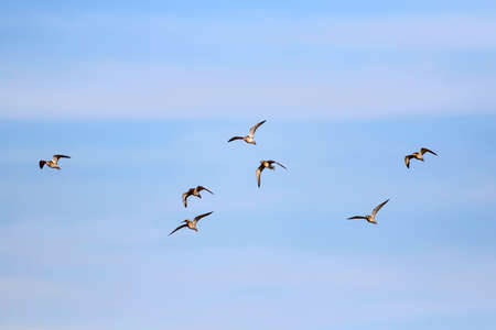 Flock of sandpipers flying in the blue sky. Wildlife scene from nature.の写真素材
