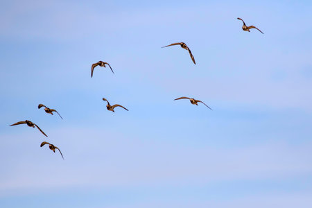 Flying pelicans on blue sky background. Group of pelicans in flight.の写真素材