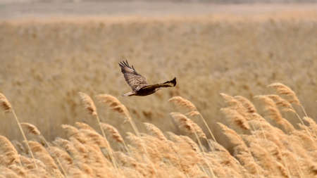 Western Marsh harrier (Circus aeruginosus) in flight.の写真素材
