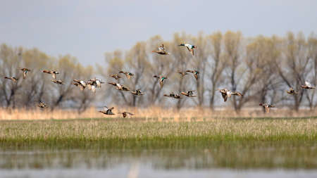 A flock of mallard ducks flying over a lake in spring.の写真素材
