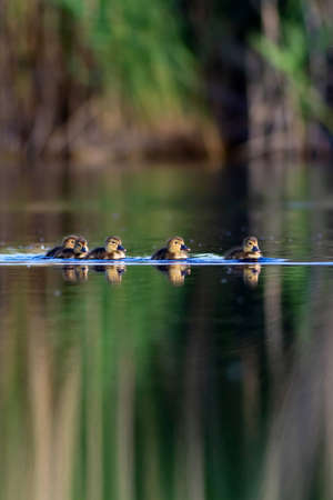 A group of mallard ducklings swimming on a calm lake.の写真素材