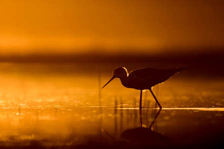 Silhouette of a Black-necked Stilt at sunriseの写真素材