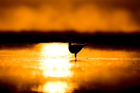 Sunset nature and bird. Sunset nature background. Common water bird: Black winged Stilt. Himantopus himantopusの写真素材